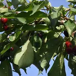 B&B Le Querce Dell'etna