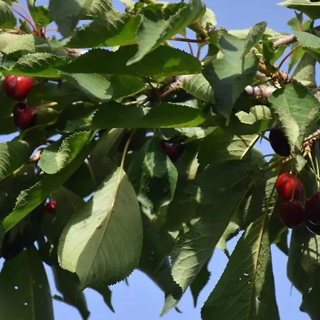 לינה וארוחת בוקר Le Querce Dell'etna