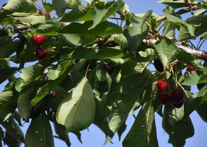 Frühstückspension Le Querce Dell'etna